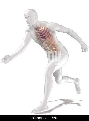 Digital erzeugte Bild menschlichen Darstellung mit inneren menschlichen Organen sichtbar ausführen Stockfoto