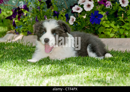 Neun Wochen alten Border-Collie-Welpen Stockfoto