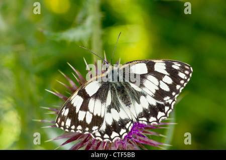 Marmorierte weißer Schmetterling Stockfoto