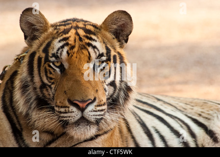 Eine Nahaufnahme eines Tigers Stockfoto