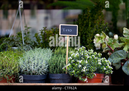 Thymian und andere Kräuter in Töpfen Stockfoto