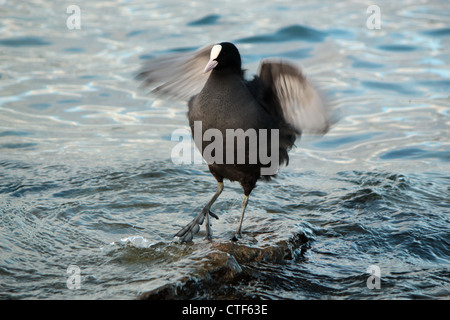 Blässhuhn Ente stehend auf einem Stein im See und schüttelte seine Flügel Stockfoto