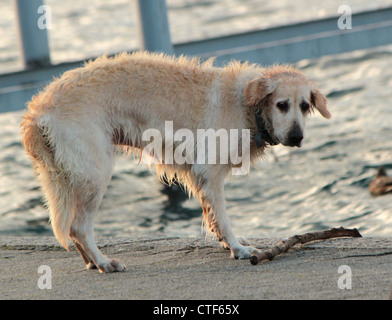 Bild von nassen Labrador Retriever Blick auf ein Stück des Protokolls neben Wassersee Stockfoto