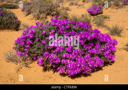 Kissen von Rosae Ice Plant, Drosanthemum Hispidum, Namaqualand, Südafrika Stockfoto