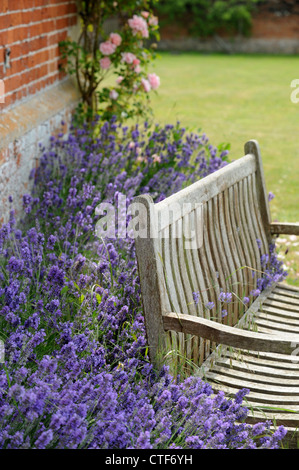 Eine Gartenbank, umgeben von Lavendel in einem englischen Garten UK Stockfoto