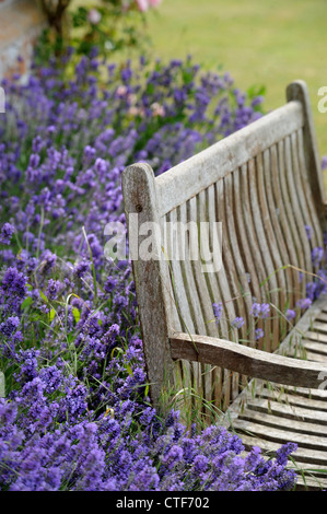 Eine Gartenbank, umgeben von Lavendel in einem englischen Garten UK Stockfoto