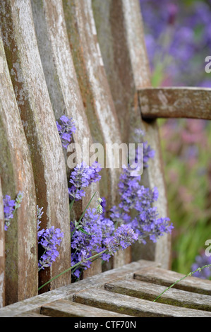 Eine Gartenbank, umgeben von Lavendel in einem englischen Garten UK Stockfoto