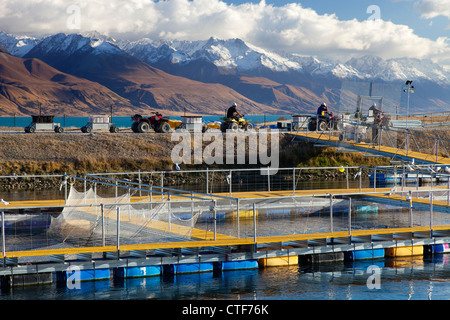 Lachsfarm auf hydro Kanal zwischen Seen Pukaki und Tekapo, Südinsel von Neuseeland Stockfoto