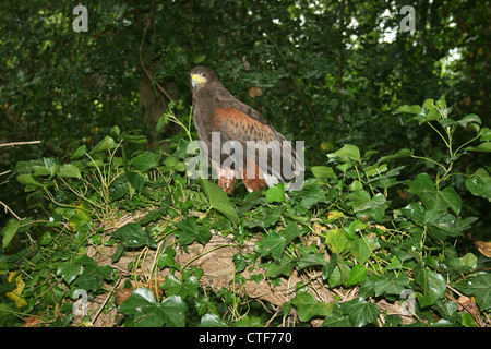 Weibliche Harris Hawk (Parabuteo Unicinctus) thront auf einem gefallenen Baumstamm. Stockfoto