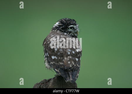 Steinkauz (Athene Noctua) thront auf hölzernen Zaunpfosten Stockfoto