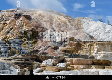 Die unteren Terrassen von Mammoth Hot Springs, Yellowstone-Nationalpark Stockfoto