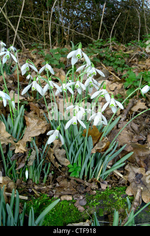 SCHNEEGLÖCKCHEN Galanthus Nivalis (Liliaceae) Stockfoto