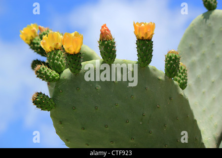 Schildlaus Nopal Kaktus Pflanze mit Blüten in Santorin, Griechenland Stockfoto