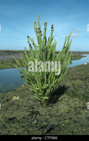 GEMEINSAMEN QUELLER Salicornia Europaea (Chenopodiaceae) Stockfoto