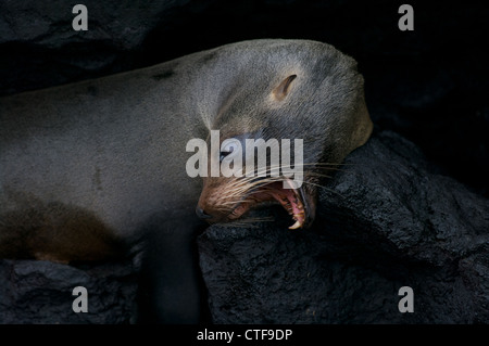 Eine Galápagos-Seebär (Arctocephalus Galapagoensis) zeigt seine Zähne beim Gähnen, auf Santiago auf den Galapagos-Inseln, Ecuador. Stockfoto