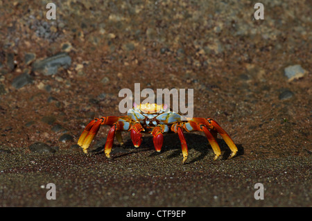 Eine Sally Lightfoot Krabbe (Grapsus Grapsus) auf der vulkanischen Küstenlinie der Insel Floreana auf den Galapagos-Inseln, Ecuador. Stockfoto