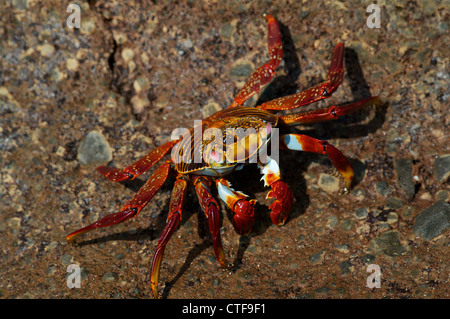 Eine Sally Lightfoot Krabbe (Grapsus Grapsus) auf der vulkanischen Küstenlinie der Insel Floreana auf den Galapagos-Inseln, Ecuador. Stockfoto