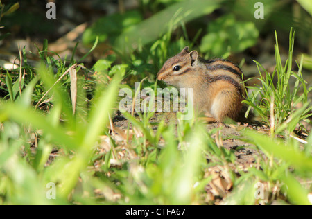 Braune Streifenhörnchen stehend auf dem Boden in der Natur Stockfoto