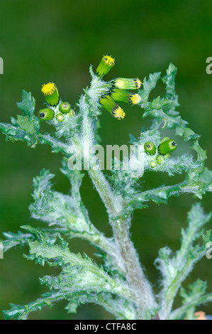 GREISKRAUT Senecio Vulgaris (Asteraceae) Stockfoto