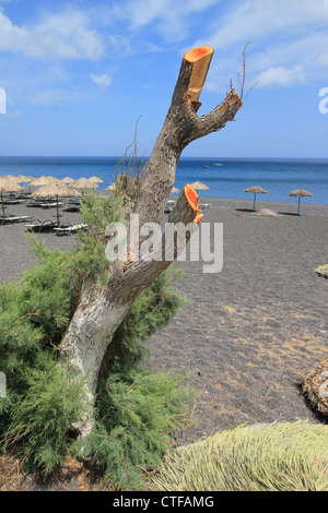 Toten Baumstamm an schwarzen Strand mit Sonnenschirmen, die schöne Weathe aus Stroh und bunten Liegestühlen in Kamari, Santorini, Griechenland, Stockfoto