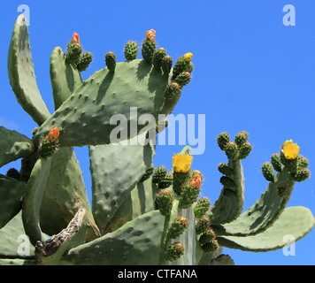 Schildlaus Nopal Kaktus Pflanze mit Blüten in Santorin, Griechenland Stockfoto