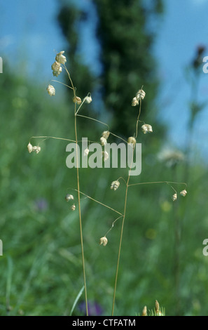 Beben-GRASS Briza media Stockfoto