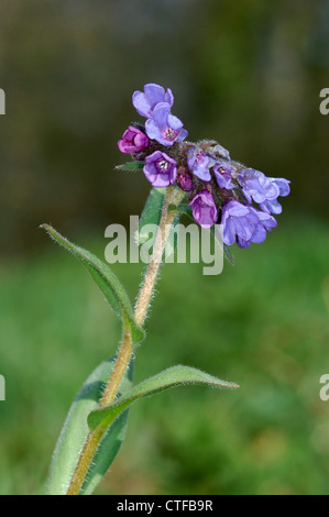 NARROW-LEAVED LUNGENKRAUT Pulmonaria Longifolia (Boraginaceae) Stockfoto