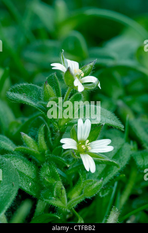 Meer HORNKRAUT Cerastium Diffusum (Caryophyllaceae) Stockfoto