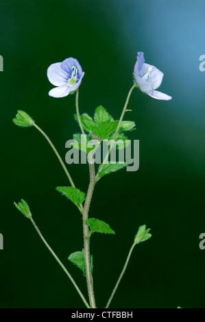 SCHLANKE Ehrenpreis Veronica Filiformis (Scrophulariaceae) Stockfoto