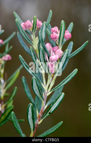 Moor-Rosmarin Andromeda Polifolia (Ericaceae) Stockfoto