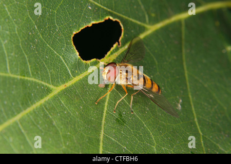 Hoverfly (Helophilus pendelnden) auf einem Blatt Stockfoto