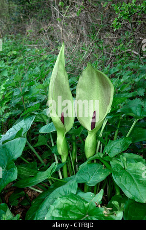 LORDS-AND-LADIES Arum Maculatum (Aronstabgewächse) Stockfoto