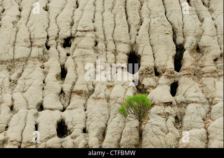 Bentonit-Details, mit Erosion Muster Theodore-Roosevelt-Nationalpark, North Dakota, USA Stockfoto