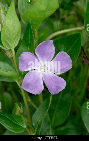 GRÖßERE IMMERGRÜN Vinca großen (Lobelia) Stockfoto