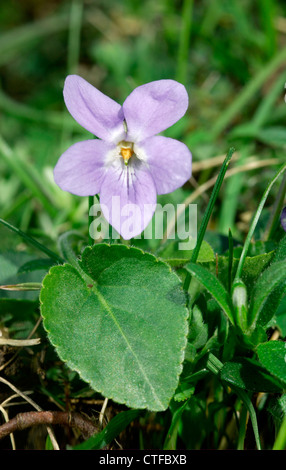 BEHAARTE violett Viola Hirta (Violaceae) Stockfoto