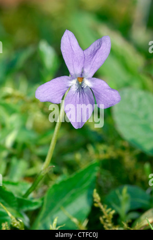 BEHAARTE violett Viola Hirta (Violaceae) Stockfoto