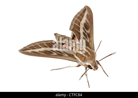 Labkraut Hawk-Moth oder Gallium Sphinx (Lat. stark Gallii), isoliert auf weißem Hintergrund Stockfoto