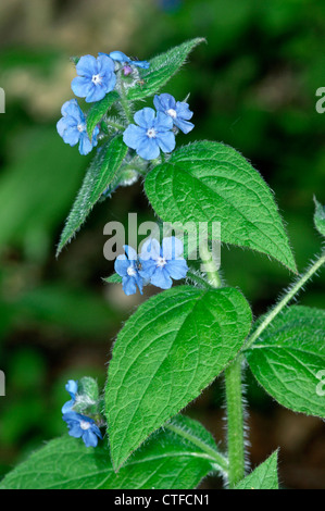 Grün ALKANET Pentaglottis Sempervirens (Boraginaceae) Stockfoto