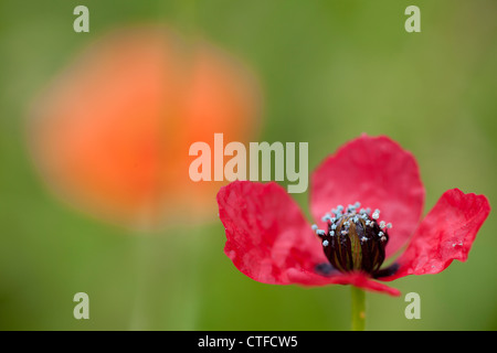 Grobe Mohn (Papaver Hybridum) im Vordergrund mit einem Long-Headed-Mohn (Papver Dubium) im Hintergrund. Stockfoto