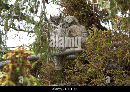 Große gehörnte Eule und Owlet sitzt auf einem Ast in einem Nadelbaum-Baum. Stockfoto