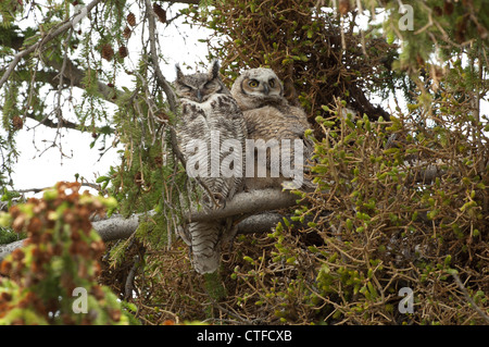 Große gehörnte Eule und Owlet sitzt auf einem Ast in einem Nadelbaum-Baum. Stockfoto