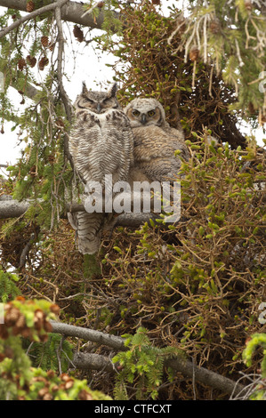 Große gehörnte Eule und Owlet sitzt auf einem Ast in einem Nadelbaum-Baum. Stockfoto