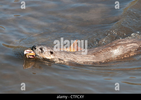 Stock Foto von einem nordamerikanischen Fischotter Schwimmen mit einer Forelle. Stockfoto