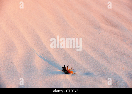 Vogelfeder und Schatten im weißen Sand, Anastasia State Park, St. Augustine, Florida, USA Stockfoto