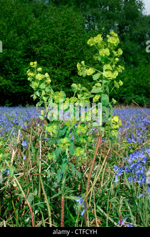 Holz-WOLFSMILCH Euphorbia Amygdaloides (Euphorbiaceae) Stockfoto