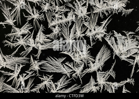 Eisblumen am Fenster, größere Sudbury (lebendig), Ontario, Kanada Stockfoto