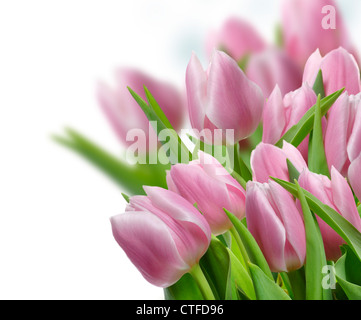 Fresh Pink Tulip Flowers ,Close Up Stockfoto