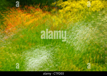 Eingebürgerte suburban Böschung mit Gartenblumen (Mehrfachbelichtung), Greater Sudbury, Ontario, Kanada Stockfoto