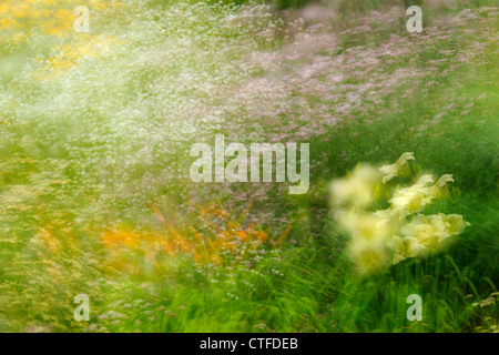 Eingebürgerte suburban Böschung mit Gartenblumen (Mehrfachbelichtung), Greater Sudbury, Ontario, Kanada Stockfoto