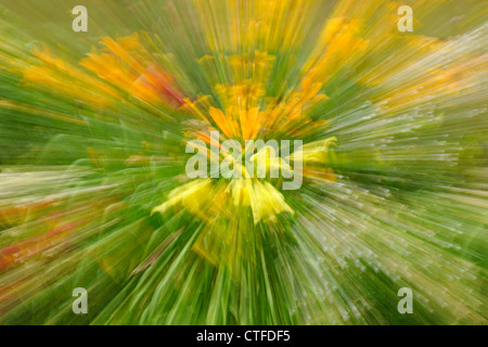 Eingebürgerte suburban Böschung mit Gartenblumen (Mehrfachbelichtung), Greater Sudbury, Ontario, Kanada Stockfoto